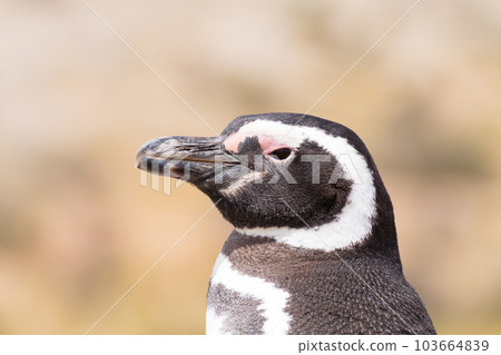 Magellanic penguin close up. Punta Tombo penguin colony, Patagonia Magellanic penguin close up. Punta Tombo penguin colony, Patagonia 103664839