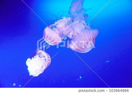 Jellyfish at Enoshima Aquarium 103664866