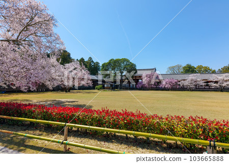 東大寺大佛殿清樂門和櫻花 2023 年 3 月 29 日 東大寺大佛殿清樂門和櫻花 2023 年 3 月 29 日 103665888
