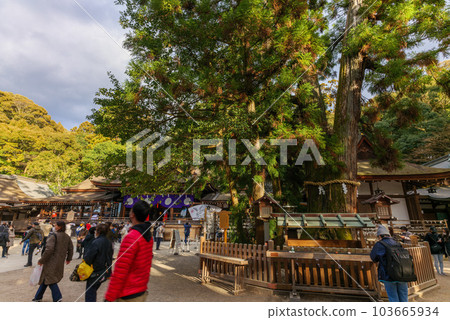 Yamanobe Road Miwa, Sakurai City Omiwa Shrine Mi no Kamisugi January 5, 2023 103665934