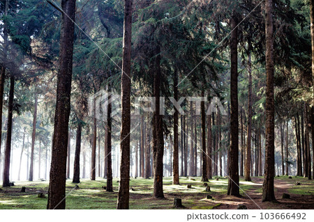Trees Forest Landscape 103666492