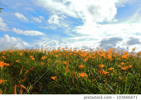 Needle flower 103666871