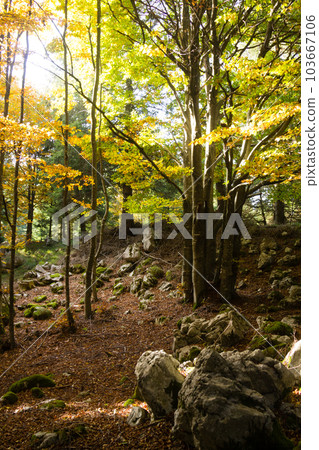 Trees in autumn season background. Autumn lansdscape Trees in autumn season background. Autumn lansdscape 103667106