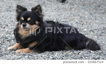 Dog relaxing in a gravel garden 103667524