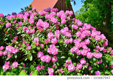 Rhododendron(Azalea) flowers in the city park during spring 103667947