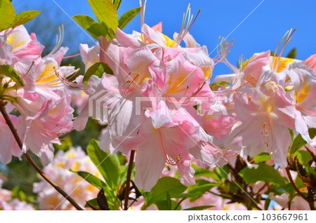 Rhododendron(Azalea) flowers in the city park during spring 103667961