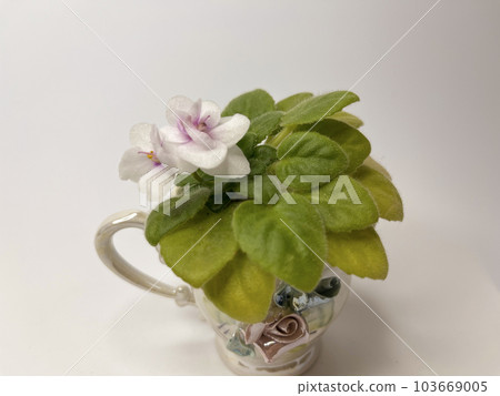 blooming indoor saintpaulia in a cup on a light background blooming indoor saintpaulia in a cup on a light background 103669005