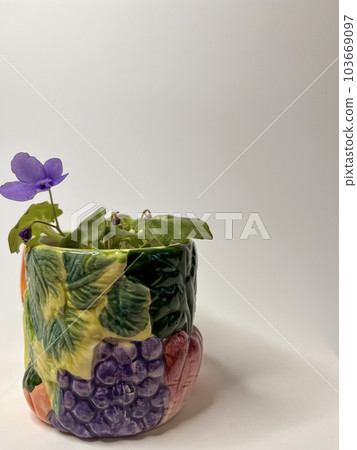 indoor homemade violet of the mini blue variety in a decorative cup 103669097