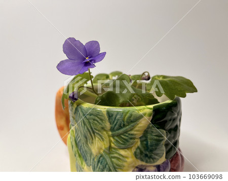 indoor homemade violet of the mini blue variety in a decorative cup 103669098