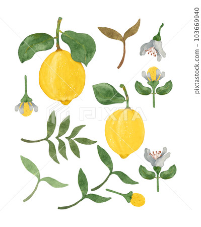 Lemon. Set of watercolor PNG details 103669940