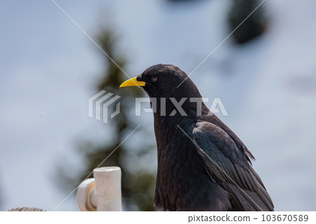 Closeup of a blackbird perched on a wooden fence Closeup of a blackbird perched on a wooden fence 103670589
