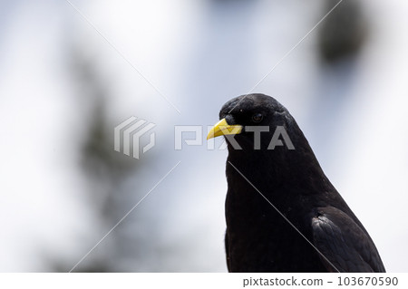 Closeup of a blackbird perched on a wooden fence 103670590