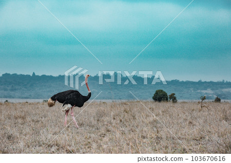 Male Ostrich Walking In The  Wilderness Savannah Grasslands Nairobi National Park In Kenyas Capital 103670616