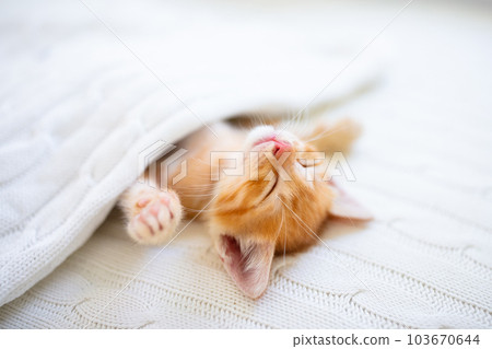Baby cat. Ginger kitten sleeping under blanket Baby cat. Ginger kitten sleeping under blanket 103670644