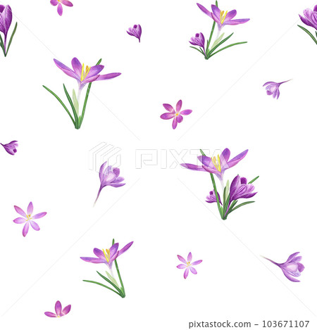 Watercolor seamless pattern of crocuses isolated on white background. Spring illustration for the design of textile, wrapping paper, scrapbooking, greetings, wedding cards 103671107