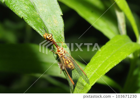 Pieris mantis Pieris mantis 103671230
