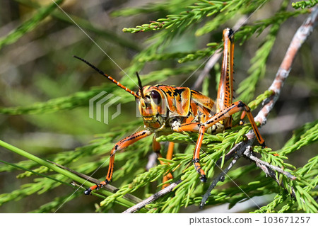 Eastern Lubber Grasshopper - Romalea microptera - perched on cypress branch. 103671257