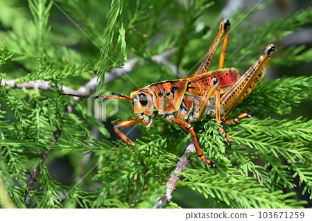 Eastern Lubber Grasshopper - Romalea microptera - perched on cypress branch. Eastern Lubber Grasshopper - Romalea microptera - perched on cypress branch. 103671259