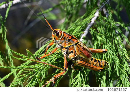 Eastern Lubber Grasshopper - Romalea microptera - perched on cypress branch. Eastern Lubber Grasshopper - Romalea microptera - perched on cypress branch. 103671267