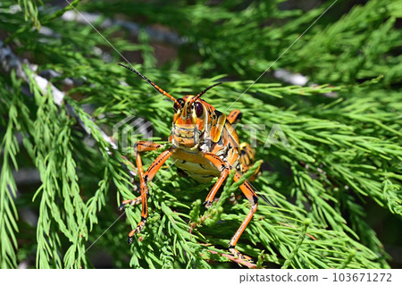 Eastern Lubber Grasshopper - Romalea microptera - perched on cypress branch. Eastern Lubber Grasshopper - Romalea microptera - perched on cypress branch. 103671272