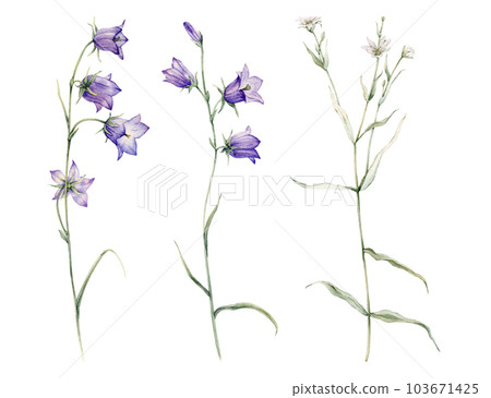 Close-up of blue spreading bellflower flowers. Campanula patula, little bell, bluebell, rapunzel. Rabelera holostea, stellaria.Watercolor hand painting illustration on isolate white background. 103671425