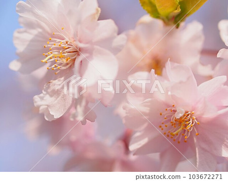 櫻花、植物、落葉喬木、闊葉喬木、薔薇科、梅花、春天、染井吉野、開花、賞櫻、水瀨川、豐田市、園藝 櫻花、植物、落葉喬木、闊葉喬木、薔薇科、梅花、春天、染井吉野、開花、賞櫻、水瀨川、豐田市、園藝 103672271