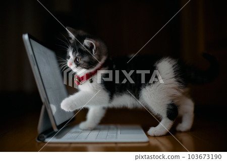 看平板電腦的貓 看平板電腦的貓 103673190