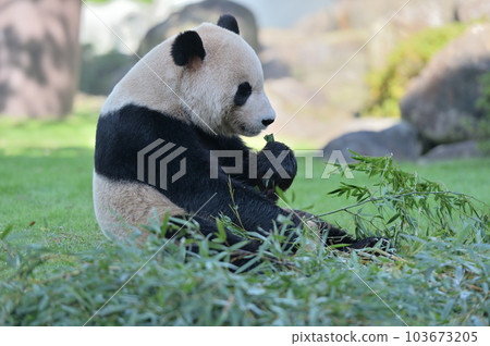 長濱大口吃著竹子 103673205