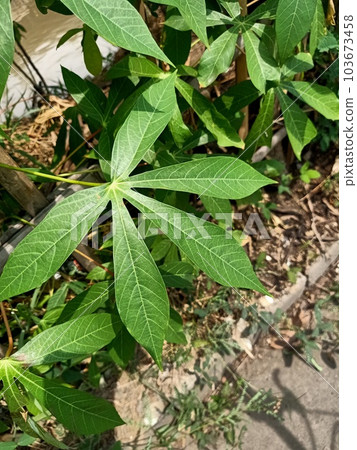 Close up of tapioca plant  103673458