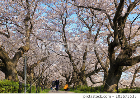 The cherry blossom tunnel in full bloom at Gongendo Sakuratsumi (Satte City, Saitama Prefecture) 103673533