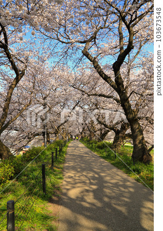 The cherry blossom tunnel in full bloom at Gongendo Sakuratsumi (Satte City, Saitama Prefecture) 103673548