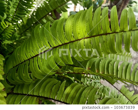 Close up of fishbone fern plant Close up of fishbone fern plant 103673839