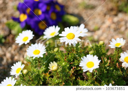 North pole flowers North pole flowers 103673851