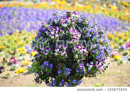 Viola flowers Viola flowers 103673854