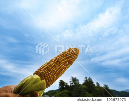 藍天下剛煮好的玉米 藍天下剛煮好的玉米 103673973
