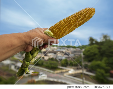 暑假吃現煮玉米 暑假吃現煮玉米 103673974