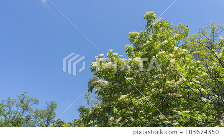 Anemone dogwood in early summer (Kumano Mizuki) Anemone dogwood in early summer (Kumano Mizuki) 103674350