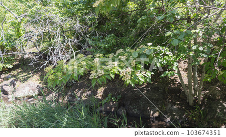Anemone dogwood in early summer (Kumano Mizuki) 103674351