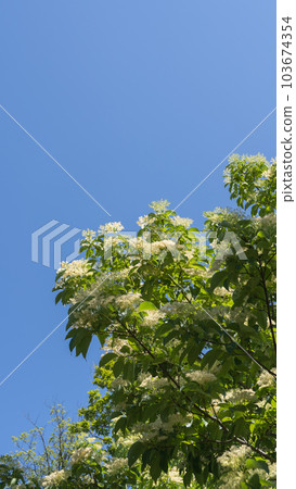 Anemone dogwood in early summer (Kumano Mizuki) Anemone dogwood in early summer (Kumano Mizuki) 103674354