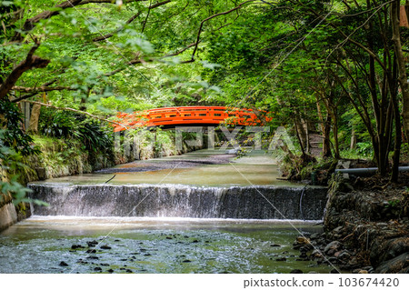 Shizuoka Okuni Shrine Ancient Forest Red Bridge 103674420