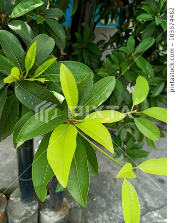 Close up of chikoo plant  103674482