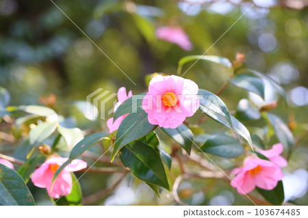 Camellia Flower Uraku Camellia Flower Uraku 103674485
