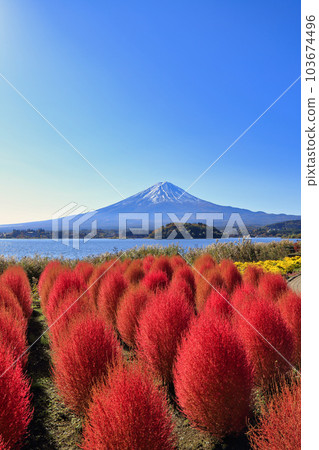 Kochia at Oishi Park in Lake Kawaguchi in autumn (November 2022, Fujikawaguchiko Town) 103674496