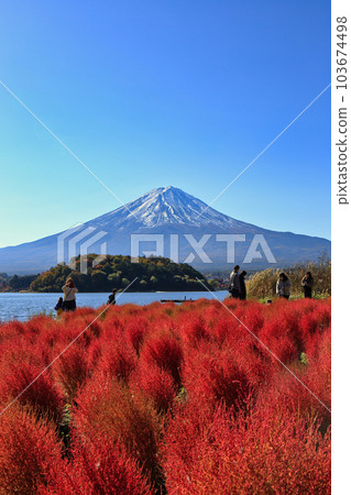 秋天河口湖大石公園的地膚子（2022年11月，富士河口湖町） 103674498