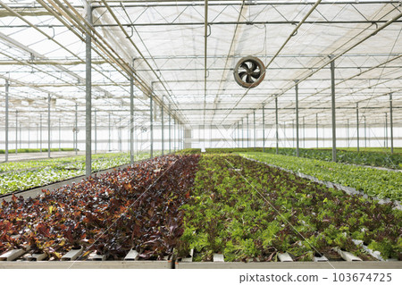 Organically grown lettuce crops produced sustainably and locally in zero waste environmentally conscious environment. Eco friendly nutritious vegetables freshly grown with no pesticides 103674725