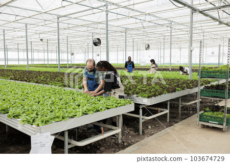 Busy teamworking farm workers using non chemical method of stamping out harmful insects from green lettuce plantation crop yields without using pesticides. Eco friendly organic sustainable greenhouse 103674729