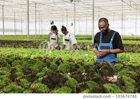Farm worker happy to see the non GMO vegetable plantation crop yields organically growing in fresh and healthy way without using herbicides. Eco friendly bio agricultural greenhouse farm 103674788