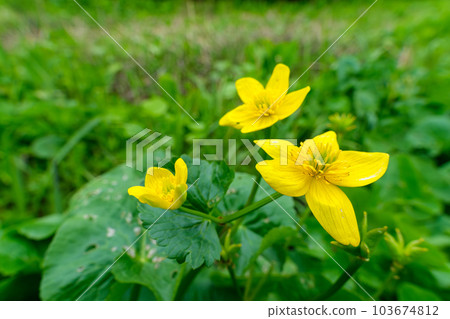 ryukinka petals 103674812