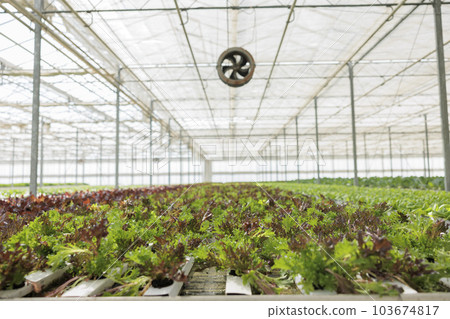 Bio greenhouse growing vegetables organically using green energy, recycled water, chemical free natural fertilizer and no herbicide for sustainable future. Local eco leafy greens hydroponic plantation 103674817