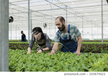 Teamworking farmers carefully checking green lettuce plantation crop yields for unwanted pests without using harmful pesticides. Certified organic local non gmo agriculture greenhouse 103674822